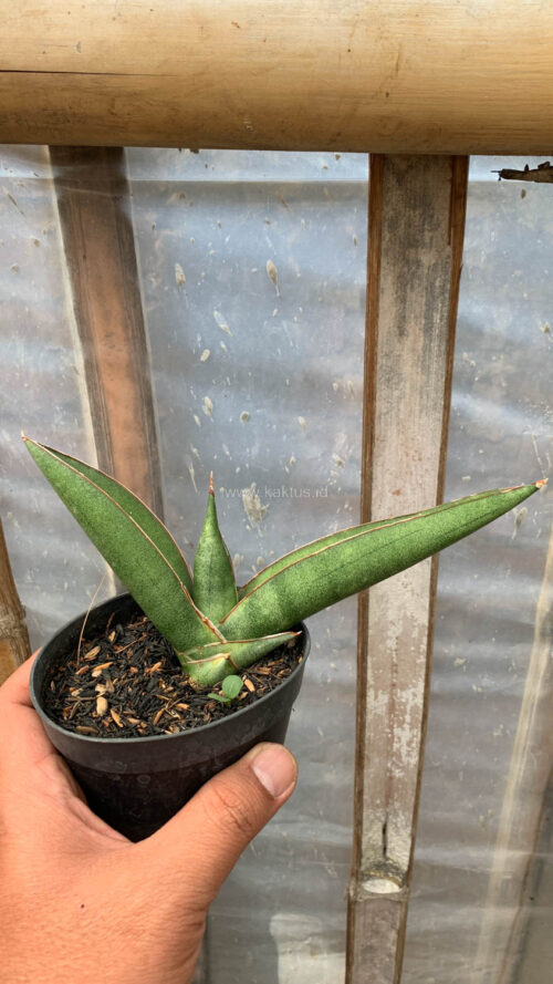 Sansevieria Samurai x Boncel, real gallery image #5 plants. Picture taken directly from kaktus.id community Sansevieria farmer green houses.