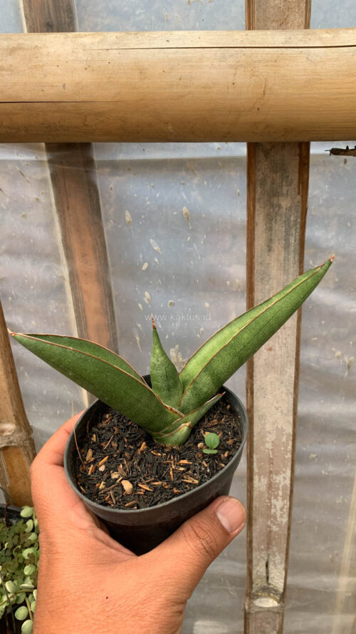 Sansevieria Samurai x Boncel, real gallery image #6 plants. Picture taken directly from kaktus.id community Sansevieria farmer green houses.