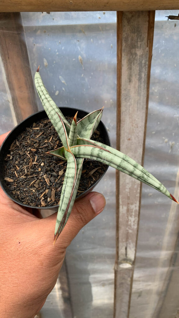 kaktus.id