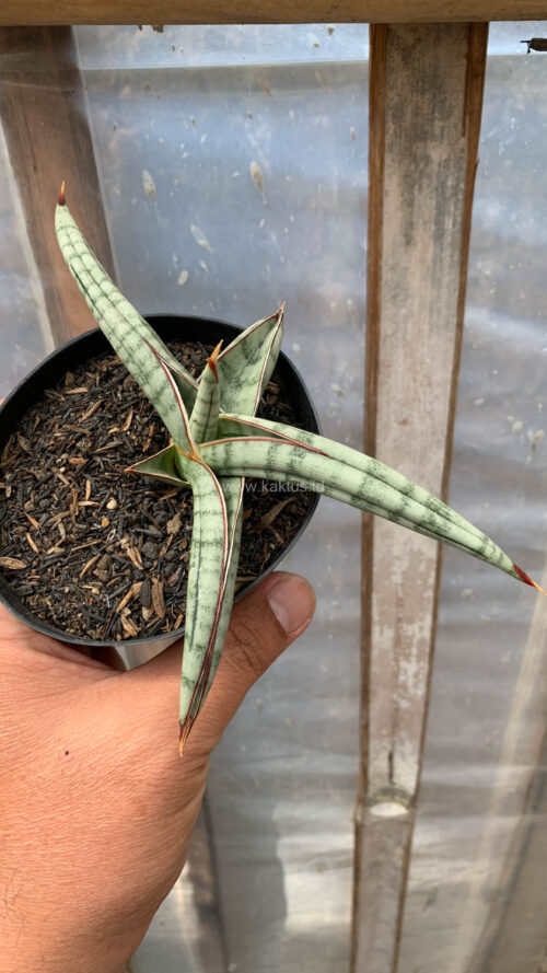 Sansevieria Bella Platinum, real gallery image #6 plants. Picture taken directly from kaktus.id community Sansevieria farmer green houses.