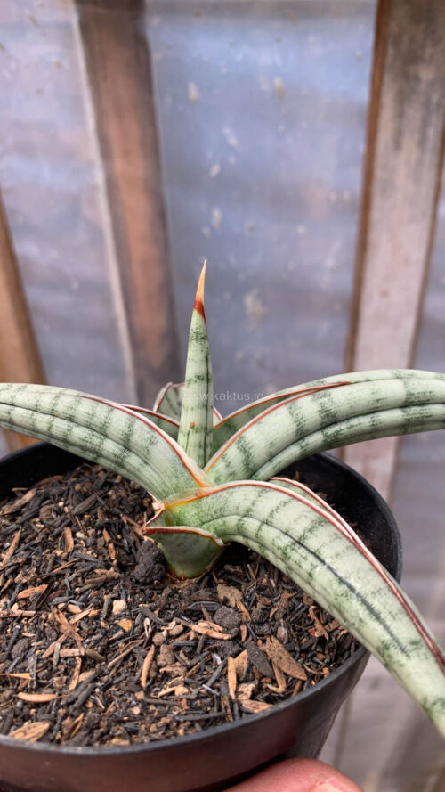 Sansevieria Bella Platinum, real gallery image #1 plants. Picture taken directly from kaktus.id community Sansevieria farmer green houses.
