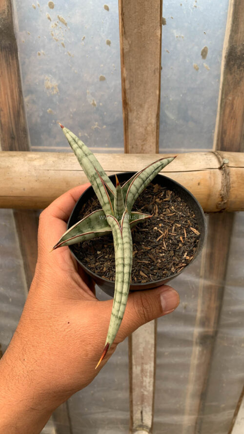 Sansevieria Bella Platinum, real gallery image #5 plants. Picture taken directly from kaktus.id community Sansevieria farmer green houses.