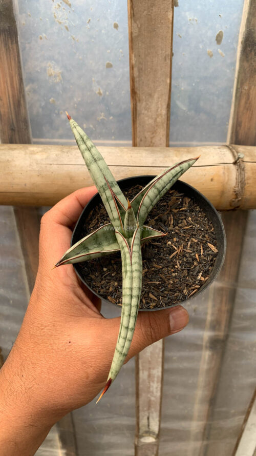 Sansevieria Bella Platinum, real gallery image #7 plants. Picture taken directly from kaktus.id community Sansevieria farmer green houses.