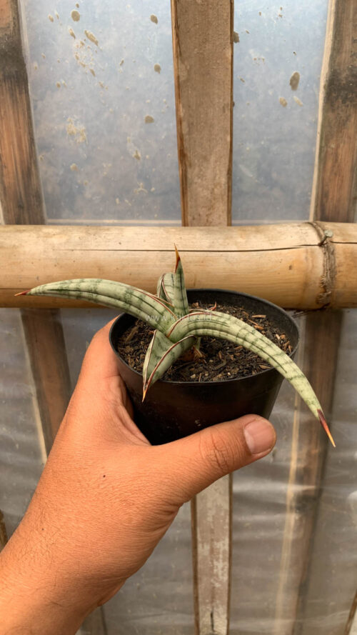 Sansevieria Bella Platinum, real gallery image #9 plants. Picture taken directly from kaktus.id community Sansevieria farmer green houses.