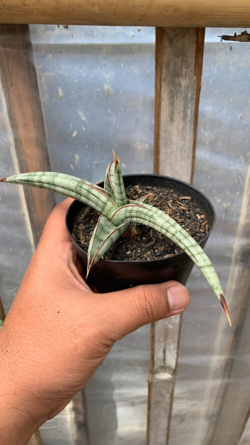 Sansevieria Bella Platinum, real gallery image #10 plants. Picture taken directly from kaktus.id community Sansevieria farmer green houses.