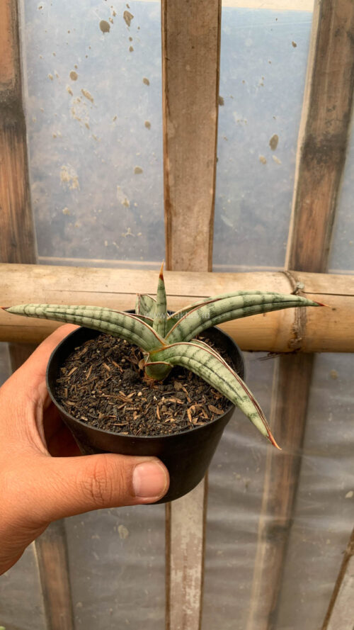Sansevieria Bella Platinum, real gallery image #3 plants. Picture taken directly from kaktus.id community Sansevieria farmer green houses.