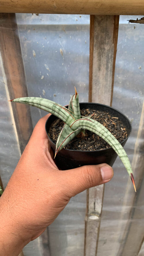 Sansevieria Bella Platinum, real gallery image #11 plants. Picture taken directly from kaktus.id community Sansevieria farmer green houses.