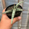 Sansevieria Bella Platinum, real feature image plant. Picture taken directly from kaktus.id community Sansevieria farmer green houses.