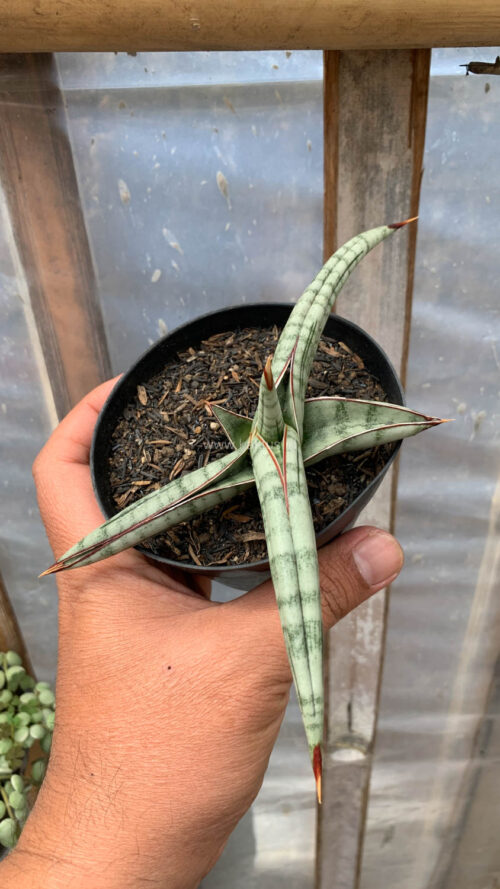 Sansevieria Bella Platinum, real gallery image #8 plants. Picture taken directly from kaktus.id community Sansevieria farmer green houses.