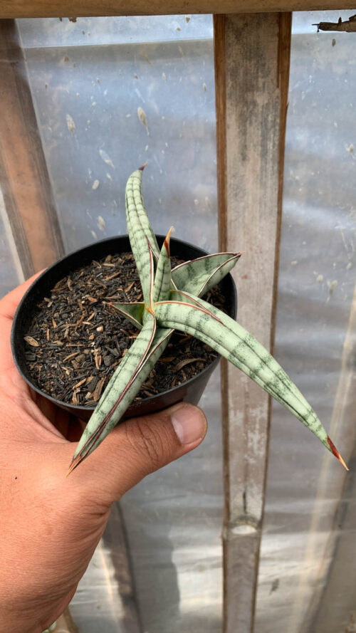 Sansevieria Bella Platinum, real gallery image #2 plants. Picture taken directly from kaktus.id community Sansevieria farmer green houses.