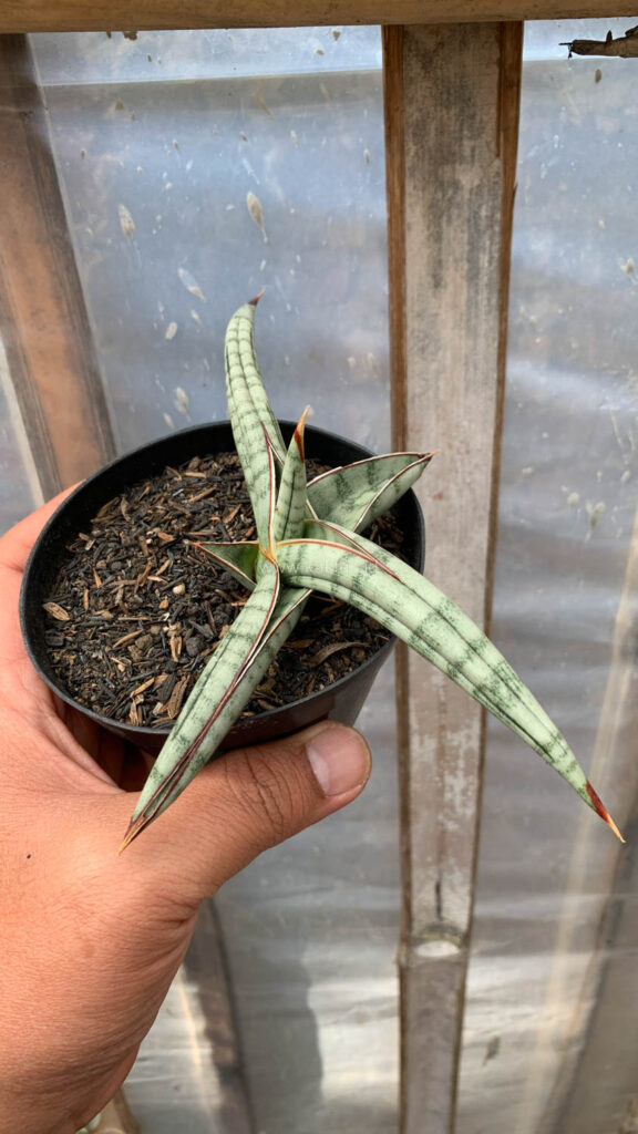 kaktus.id