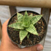 Sansevieria Renjana, real feature image plant. Picture taken directly from kaktus.id community Sansevieria farmer green houses.