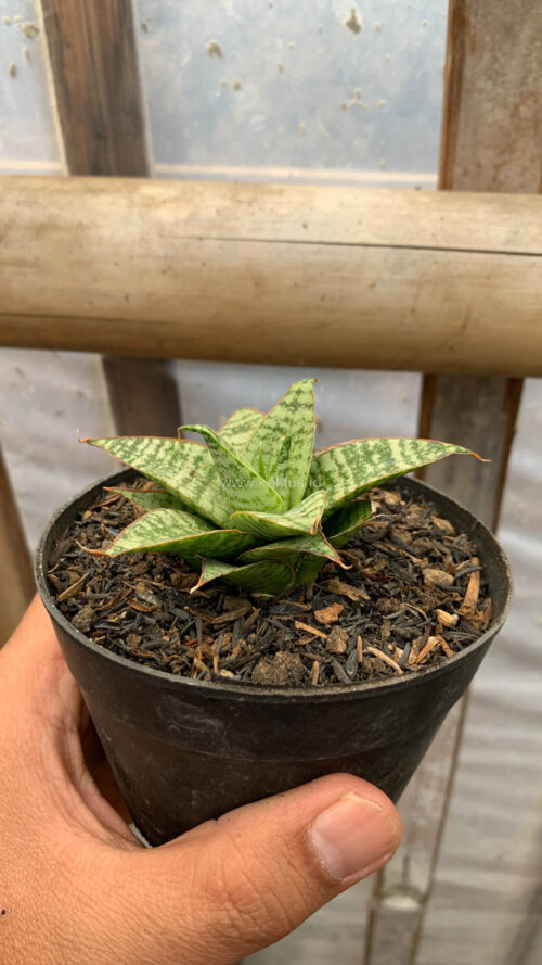Sansevieria Renjana, real gallery image #2 plants. Picture taken directly from kaktus.id community Sansevieria farmer green houses.
