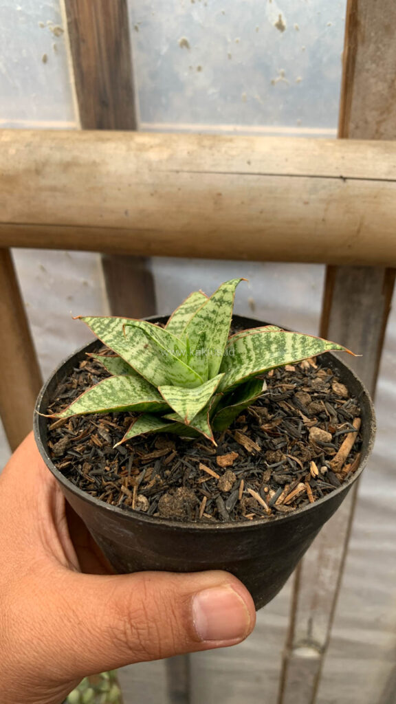 kaktus.id