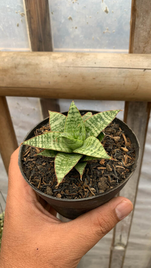 Sansevieria Renjana, real gallery image #1 plants. Picture taken directly from kaktus.id community Sansevieria farmer green houses.
