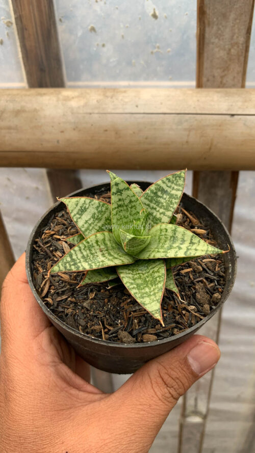 Sansevieria Renjana, real gallery image #6 plants. Picture taken directly from kaktus.id community Sansevieria farmer green houses.