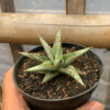 Sansevieria Laela, real feature image plant. Picture taken directly from kaktus.id community Sansevieria farmer green houses.