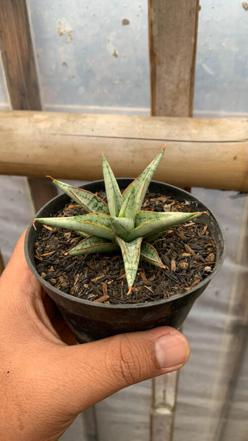 Sansevieria Laela, real gallery image #3 plants. Picture taken directly from kaktus.id community Sansevieria farmer green houses.