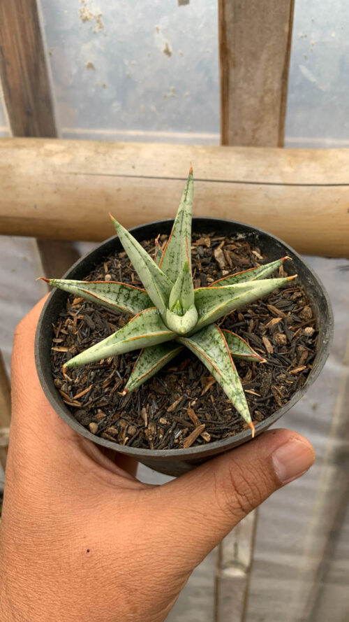 Sansevieria Laela, real gallery image #4 plants. Picture taken directly from kaktus.id community Sansevieria farmer green houses.