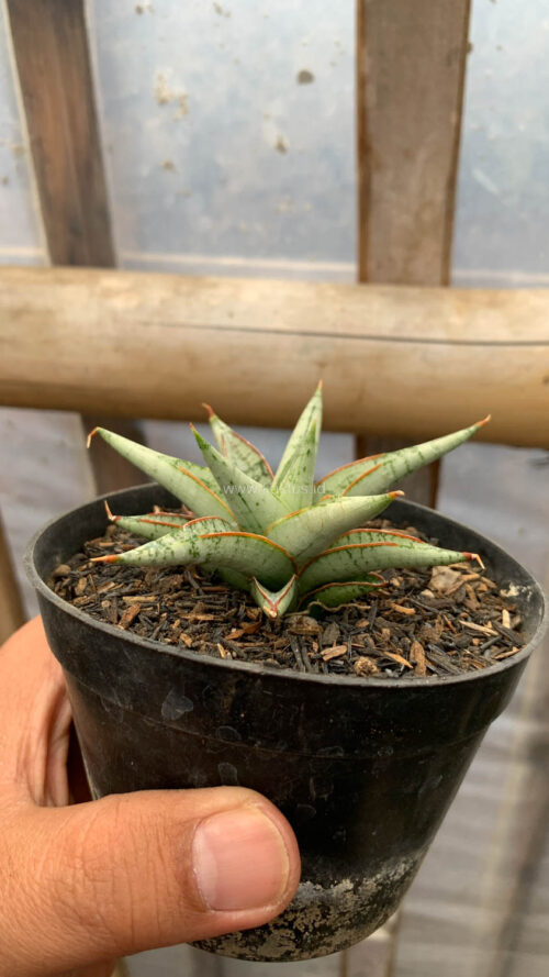 Sansevieria Laela, real gallery image #5 plants. Picture taken directly from kaktus.id community Sansevieria farmer green houses.