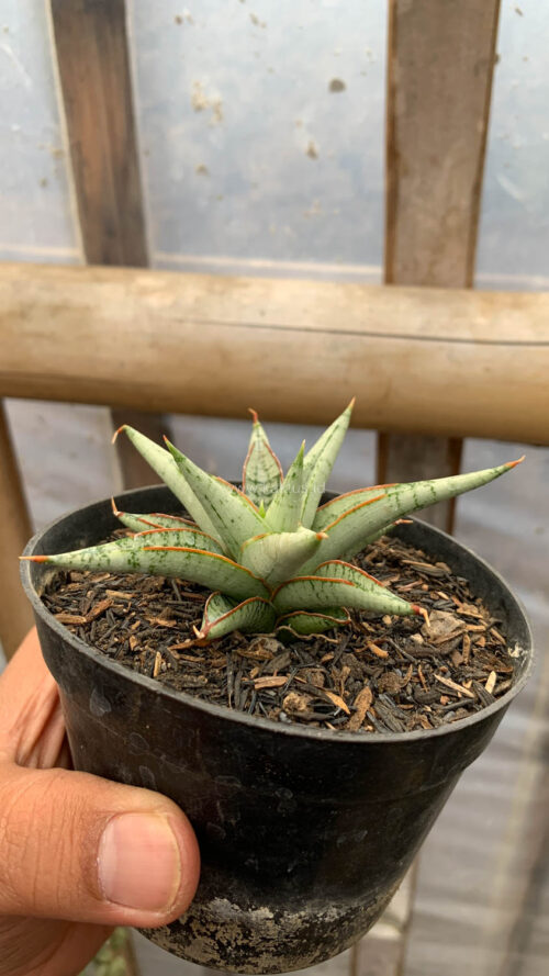 Sansevieria Laela, real gallery image #6 plants. Picture taken directly from kaktus.id community Sansevieria farmer green houses.