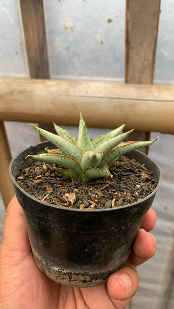 kaktus.id