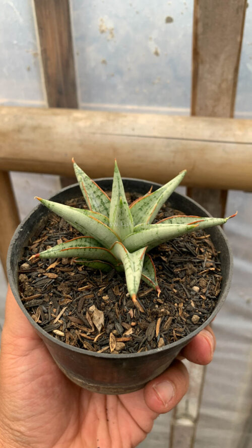 Sansevieria Laela, real gallery image #7 plants. Picture taken directly from kaktus.id community Sansevieria farmer green houses.