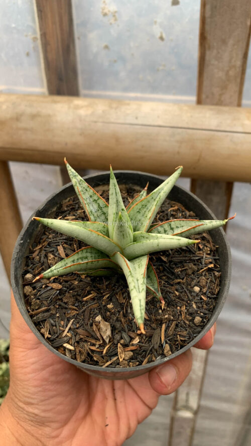 Sansevieria Laela, real gallery image #8 plants. Picture taken directly from kaktus.id community Sansevieria farmer green houses.