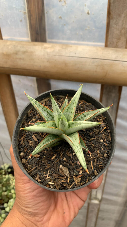 Sansevieria Laela, real gallery image #1 plants. Picture taken directly from kaktus.id community Sansevieria farmer green houses.