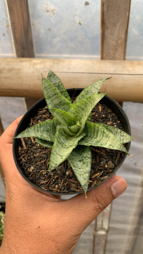 Sansevieria Gepeng, real gallery image #2 plants. Picture taken directly from kaktus.id community Sansevieria farmer green houses.