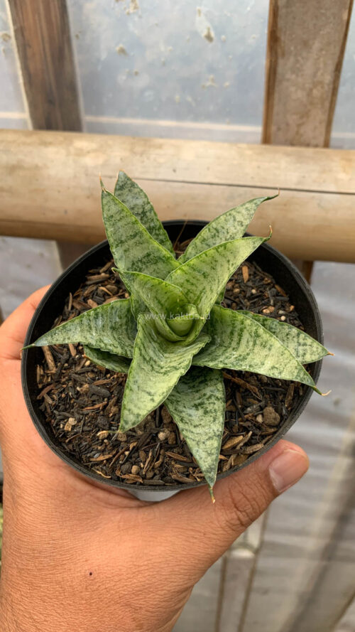 Sansevieria Gepeng, real gallery image #3 plants. Picture taken directly from kaktus.id community Sansevieria farmer green houses.