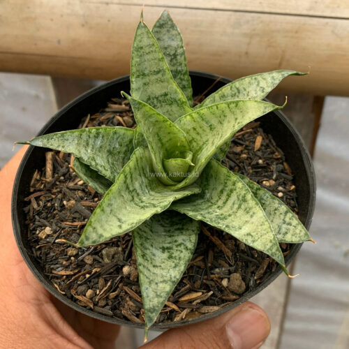 Sansevieria Gepeng, real feature image plant. Picture taken directly from kaktus.id community Sansevieria farmer green houses.