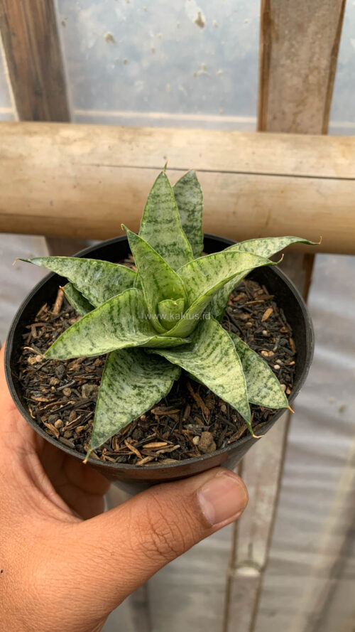 Sansevieria Gepeng, real gallery image #4 plants. Picture taken directly from kaktus.id community Sansevieria farmer green houses.