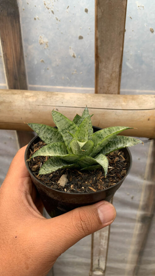 Sansevieria Gepeng, real gallery image #1 plants. Picture taken directly from kaktus.id community Sansevieria farmer green houses.