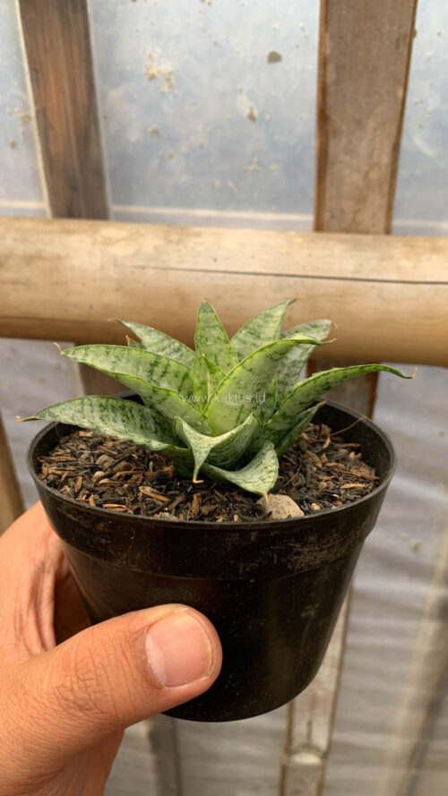 Sansevieria Gepeng, real gallery image #5 plants. Picture taken directly from kaktus.id community Sansevieria farmer green houses.