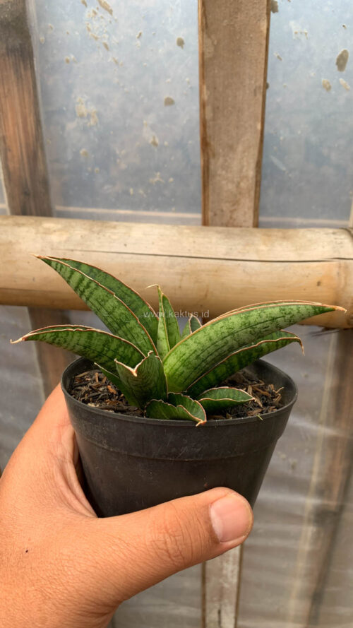 Sansevieria Argopuro, real gallery image #9 plants. Picture taken directly from kaktus.id community Sansevieria farmer green houses.
