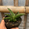 Sansevieria Argopuro, real feature image plant. Picture taken directly from kaktus.id community Sansevieria farmer green houses.