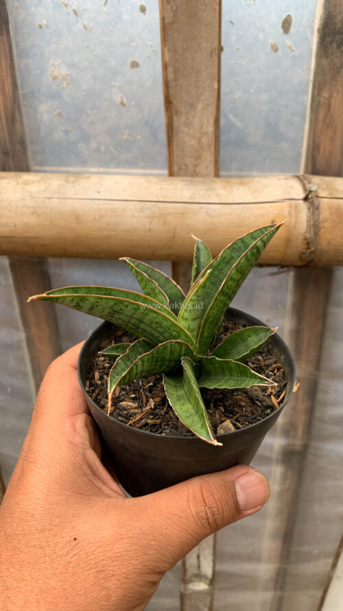 Sansevieria Argopuro, real gallery image #1 plants. Picture taken directly from kaktus.id community Sansevieria farmer green houses.