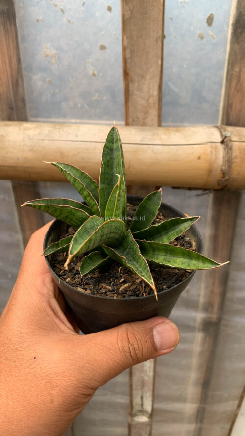 Sansevieria Argopuro, real gallery image #2 plants. Picture taken directly from kaktus.id community Sansevieria farmer green houses.