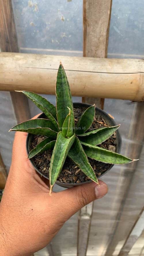Sansevieria Argopuro, real gallery image #3 plants. Picture taken directly from kaktus.id community Sansevieria farmer green houses.