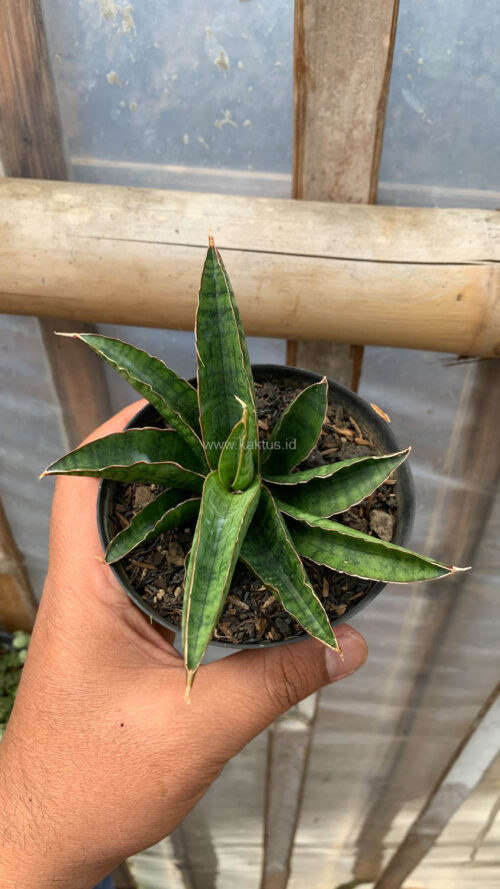 Sansevieria Argopuro, real gallery image #4 plants. Picture taken directly from kaktus.id community Sansevieria farmer green houses.