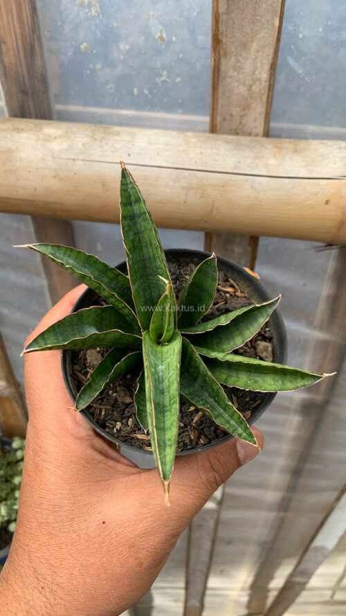 Sansevieria Argopuro, real gallery image #5 plants. Picture taken directly from kaktus.id community Sansevieria farmer green houses.