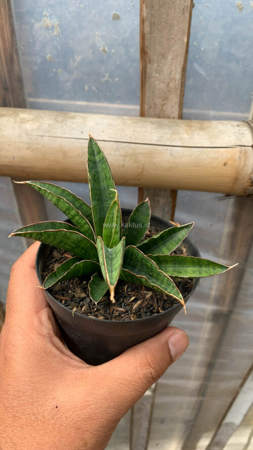 Sansevieria Argopuro, real gallery image #6 plants. Picture taken directly from kaktus.id community Sansevieria farmer green houses.