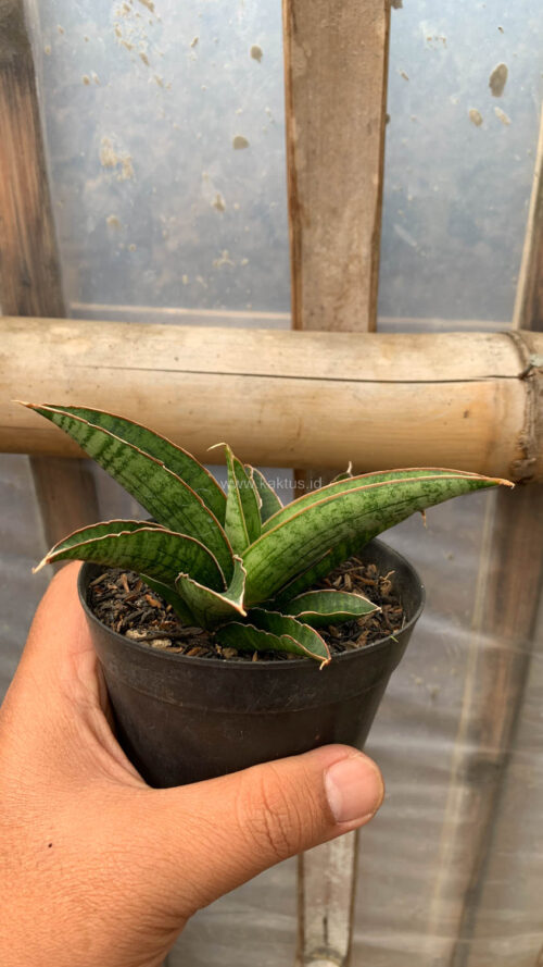 Sansevieria Argopuro, real gallery image #7 plants. Picture taken directly from kaktus.id community Sansevieria farmer green houses.