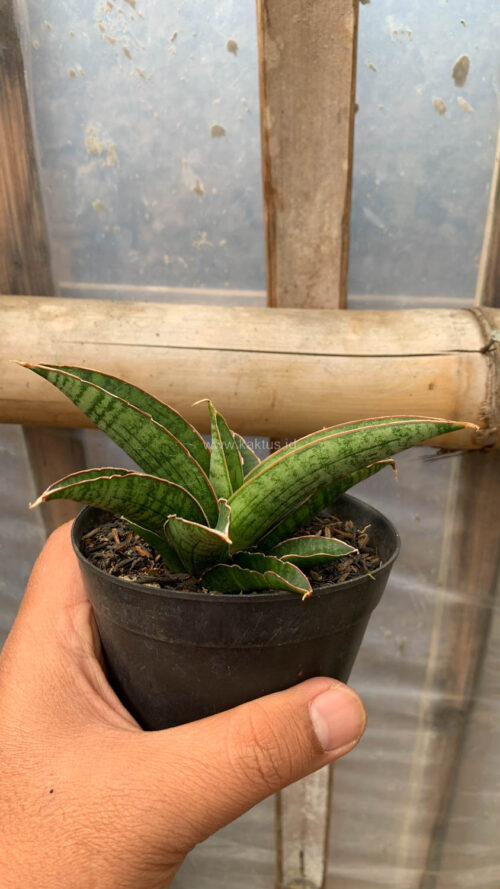 Sansevieria Argopuro, real gallery image #8 plants. Picture taken directly from kaktus.id community Sansevieria farmer green houses.