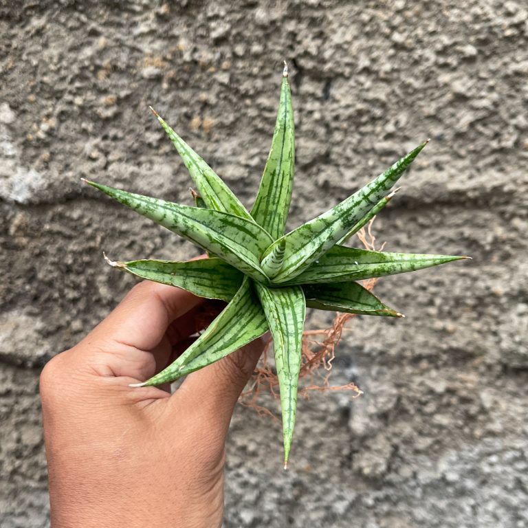 1208. Sansevieria Irish Bella