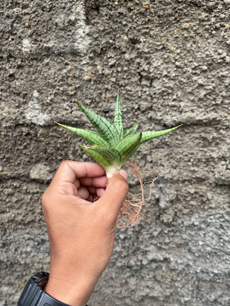 kaktus.id