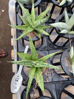 Sansevieria Irish Bella, real gallery image #5 plants. Picture taken directly from kaktus.id community Sansevieria farmer green houses.