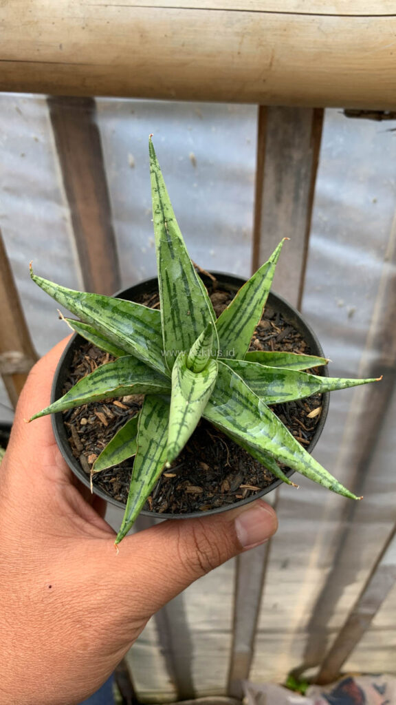 kaktus.id