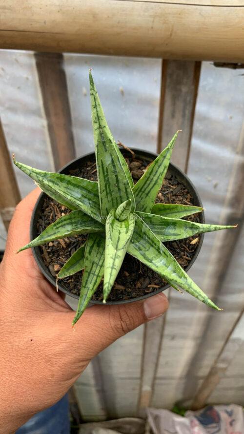 Sansevieria Irish Bella, real gallery image #6 plants. Picture taken directly from kaktus.id community Sansevieria farmer green houses.